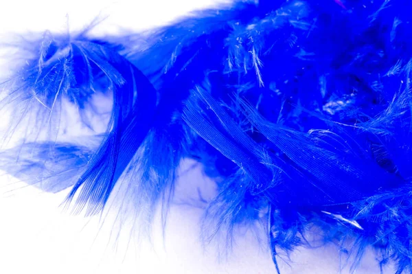 Texture, background, drawing. feather bird painted blue. A wonde — Stock Photo, Image