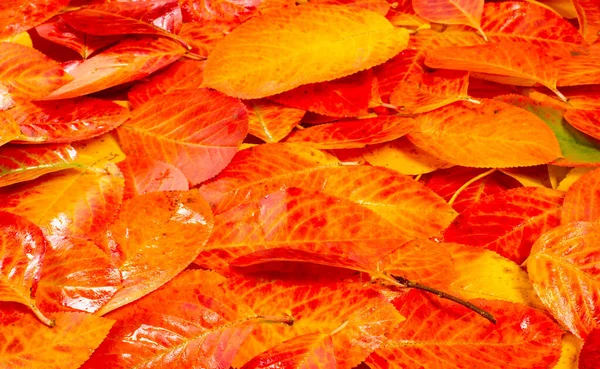 Textura, fondo, patrón, hojas de otoño, brillante saturado co — Foto de Stock