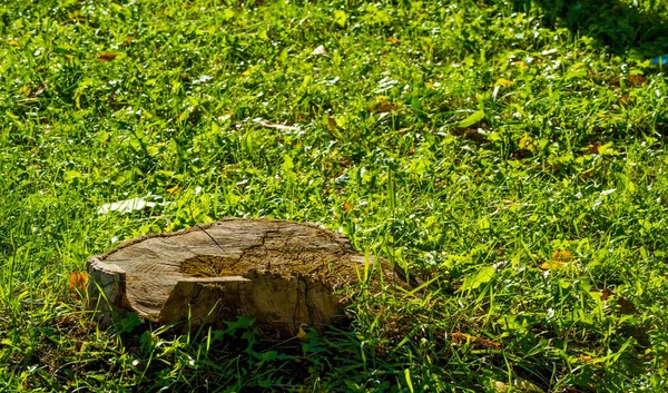 Doku, arka plan, desen, çim çim, yeşil doymuş — Stok fotoğraf