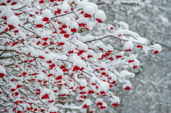 The winter photo was taken with a wide-angle lens, the first sno — Stock Photo, Image