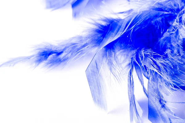 Textura, fondo, dibujo. pájaro pluma pintado de azul. Una maravilla. —  Fotos de Stock