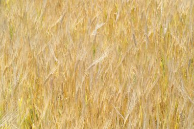 Yaz fotoğrafçılığı. Buğday tarlası, tahıl bitkisi, 