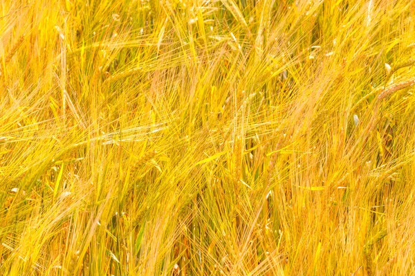 Photographie d'été. Le champ de blé, la plante céréalière, qui est — Photo