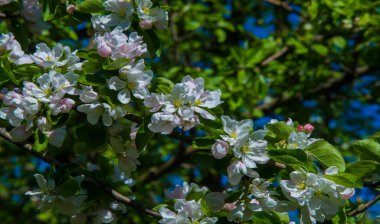 Elma çiçekleri, elma çiçeği. doğal yeşil üzerinde güneş ışığı