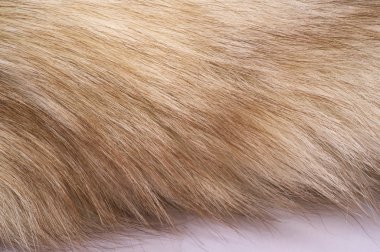 Doku arka planı, desen. Tilki kürk, değerli fu ile Kutup tilkisi