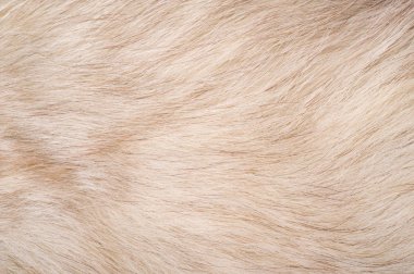 Texture background, pattern. Fox fur, Polar fox with valuable fu clipart