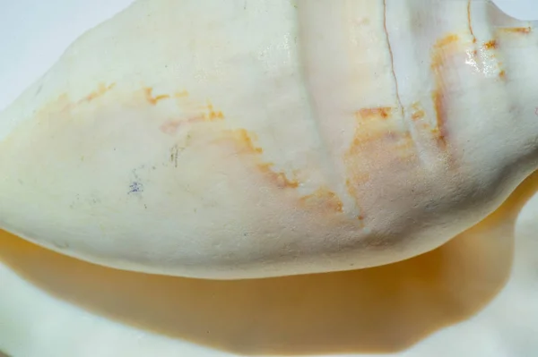 Морская раковина или морская раковина, также известная как просто раковина, это хар — стоковое фото