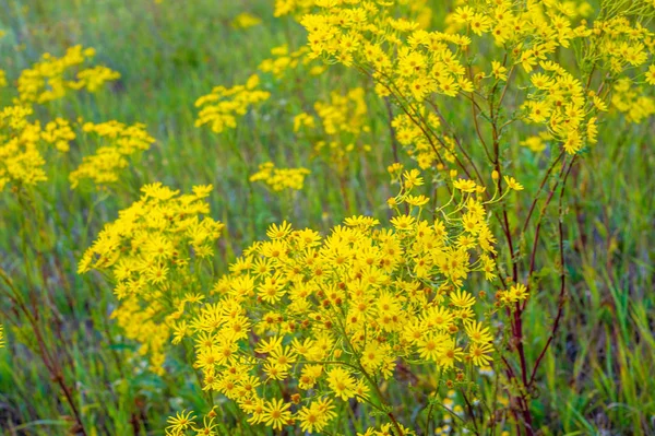 Ervas medicinais com flores amarelas Hypericum, erva ou arbusto sagacidade — Fotografia de Stock