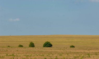Yaz manzarası fotoğrafçılığı, buğday tarlalı tepe arazisi
