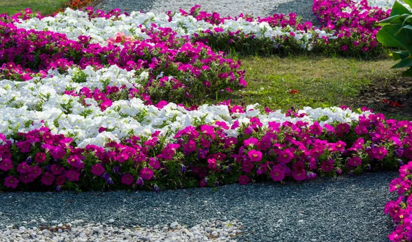 Floral landscaping brings a riot of color to city's streets, Cit — Stock Photo, Image