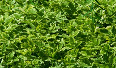 Doku, arka plan, desen, çim çim, yeşil doymuş