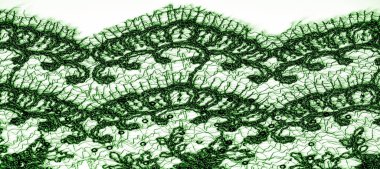 Doku, desen, beyaz bir arka plan üzerinde yeşil dantel kumaş. Th