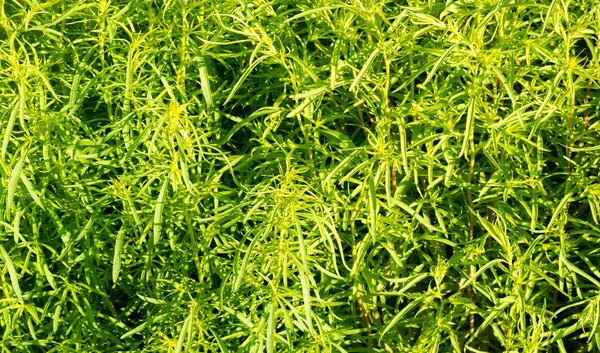 Textura, pozadí, vzorek, tráva na trávníku, zelená nasycená — Stock fotografie