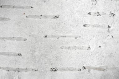 Huş kabuğu Kuzey Amerika kağıt huş ağacının geçirimsiz kabuğu