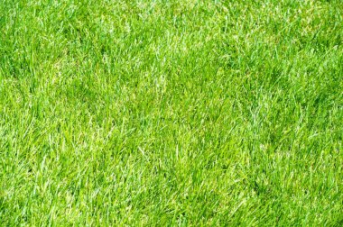 Kentsel fotoğrafçılık, Bir çim toprak kaplı arazi plante bir alandır