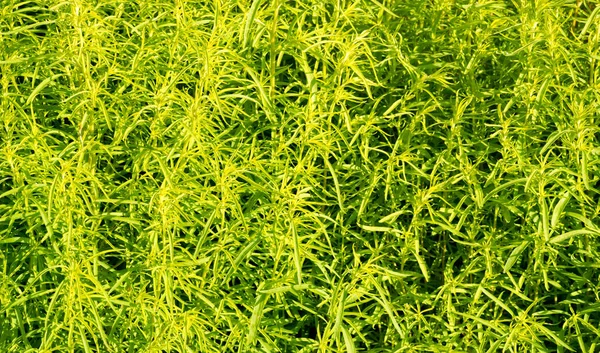 Textura, fundo, padrão, grama no gramado, verde saturado — Fotografia de Stock