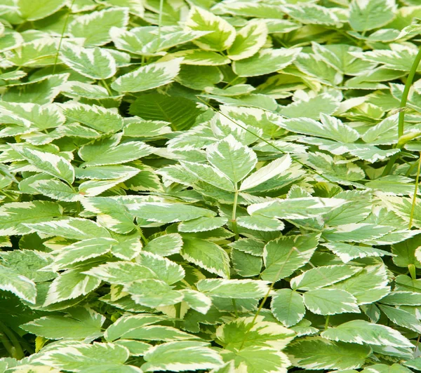 Textura, fondo, patrón, hierba en el césped, verde saturado —  Fotos de Stock