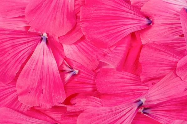 Textura de fondo. Patrón. pétalos de flores. — Foto de Stock