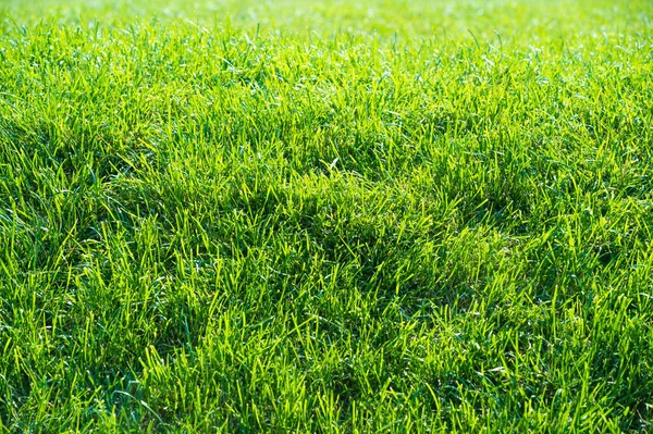 Urban photography, A lawn is an area of soil-covered land plante — Stock Photo, Image