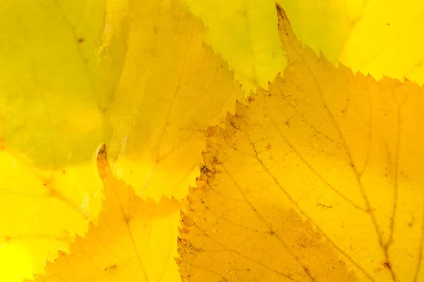 red and yellow maple leaves on a white background. When the leav