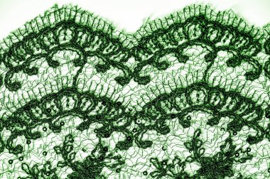 Doku, desen, beyaz bir arka plan üzerinde yeşil dantel kumaş. Th