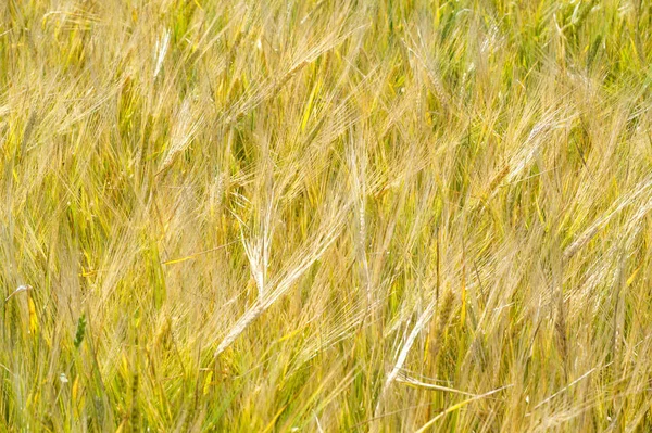 Photographie d'été. Le champ de blé, la plante céréalière, qui est — Photo