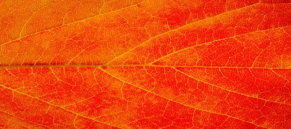 Red and yellow maple leaves on a white background. When the leav — Stock Photo, Image