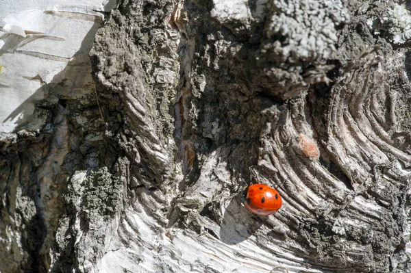 Huş kabuğu Kuzey Amerika kağıt huş ağacının geçirimsiz kabuğu — Stok fotoğraf