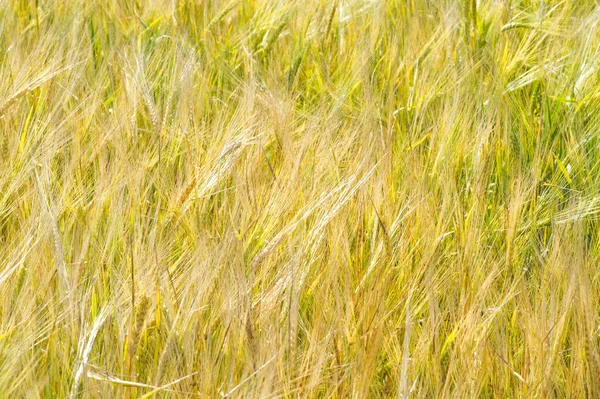 Летняя фотография. Пшеничное поле, зерновой завод, который... — стоковое фото