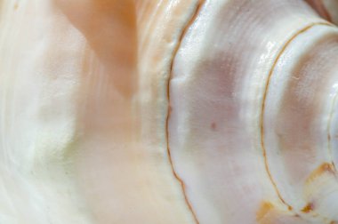 Deniz kabuğu ya da deniz kabuğu, kısaca deniz kabuğu olarak da bilinir.