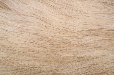 Doku arka planı, desen. Tilki kürk, değerli fu ile Kutup tilkisi