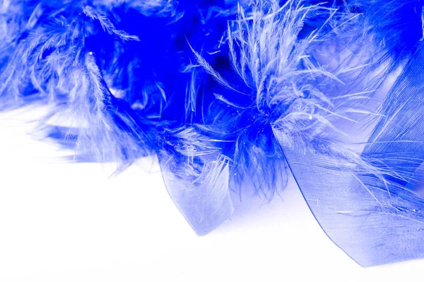 Texture, background, drawing. feather bird painted blue. A wonde — Stock Photo, Image