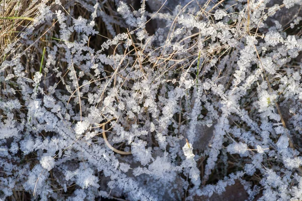 Textur bakgrund, mönster. Frost på kvistar av gräs. ett DEP — Stockfoto