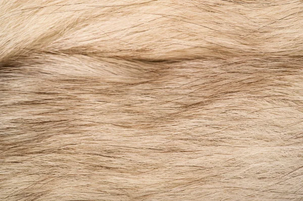 Textur Hintergrund, Muster. Fuchsfell, Polarfuchs mit wertvollem Fell — Stockfoto