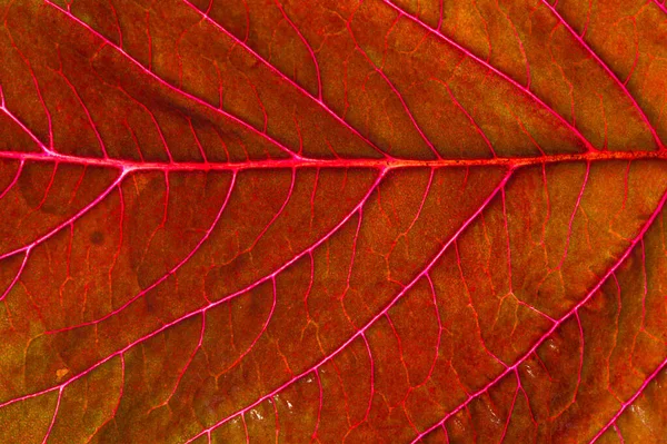 Прекрасна рослина з червоним листям. Зверху проти світла — стокове фото