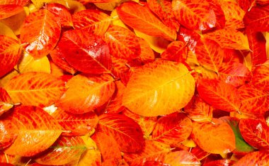 doku, arka plan, desen, sonbahar yaprakları, parlak doymuş co