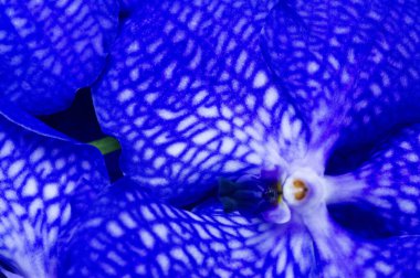 Çiçek buketi, yaratıcı bir düzende çiçek koleksiyonudur.