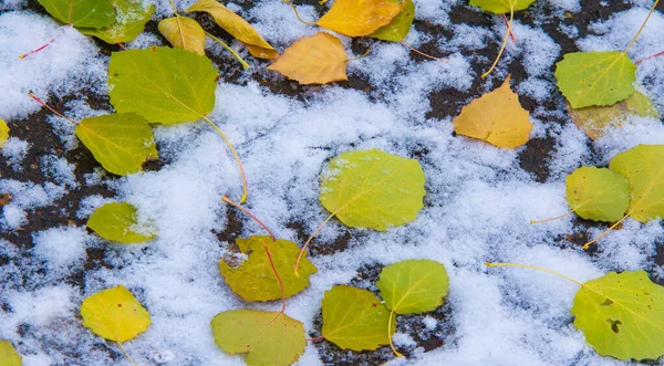 Первый снег, поздняя осень, осенние листья на снегу. снегопад — стоковое фото