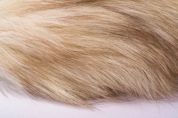 Texture background, pattern. Fox fur, Polar fox with valuable fu