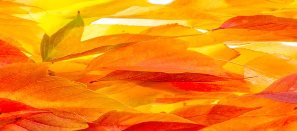 Feuilles d'érable rouges et jaunes sur fond blanc. Quand le leav — Photo