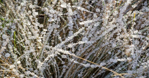 Textúra háttér, mintázat. Frost a gallyakból a fű. a DEP — Stock Fotó