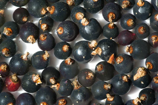 Grosella negra, grosella negra, mora. vitamina C y polifeno — Foto de Stock