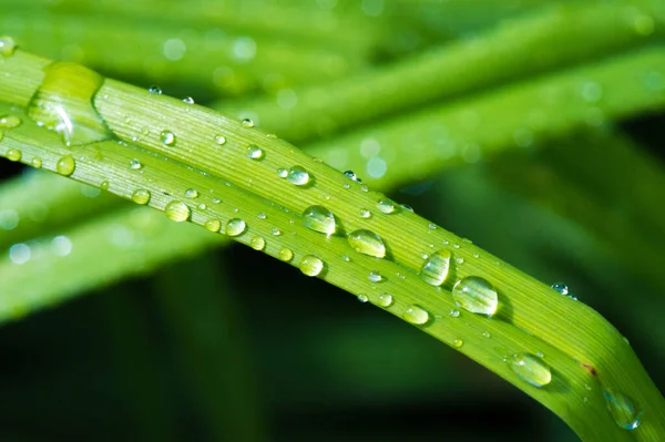 Vízcseppek a fűre, nyári esőzés után nedvesség kondenzátum — Stock Fotó