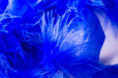 Doku, arka plan, çizim. tüylü kuş maviye boyanmış. Bir wonde