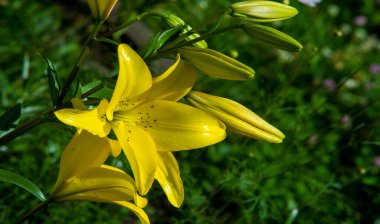 Lilium, Bubu 'da yetişen bir bitki cinsidir.