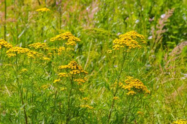 Tansy Tanasetum vulgare bitkisel bir çiçek planıdır.