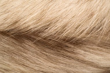 Doku arka planı, desen. Tilki kürk, değerli fu ile Kutup tilkisi