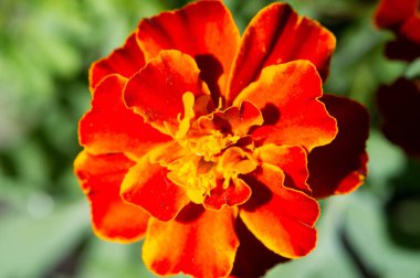 Pericones olarak bilinen Tagetes lucida türü, 