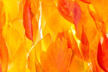 beyaz bir arka plan üzerinde kırmızı ve sarı akçaağaç yaprakları. Ne zaman leav