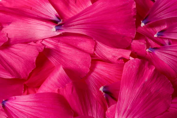 Textura de fondo. Patrón. pétalos de flores. — Foto de Stock